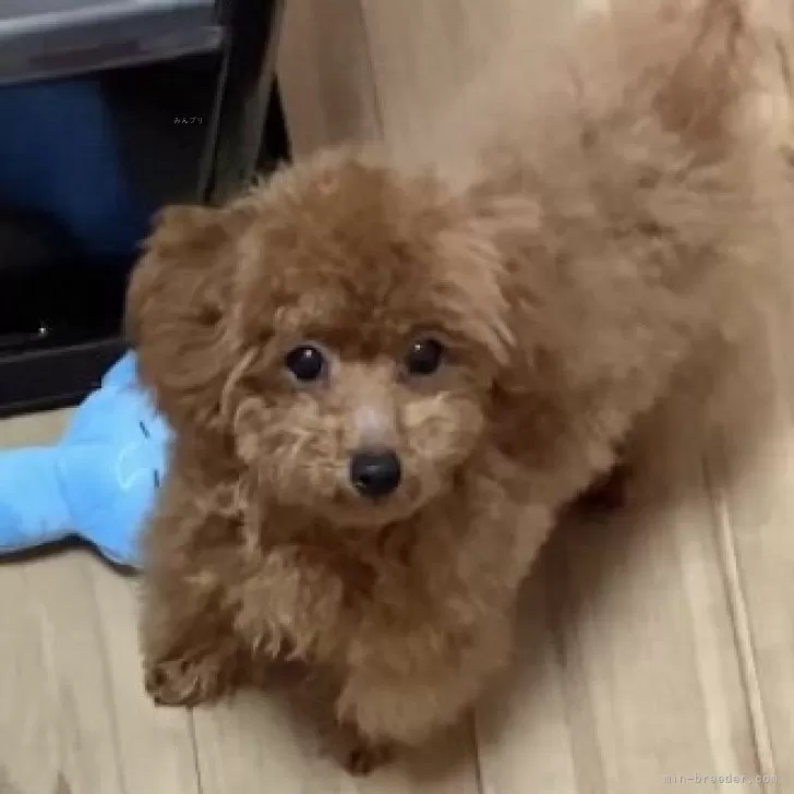 ID:2309-02973の子犬