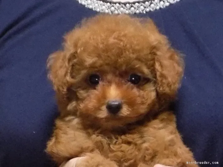 ID：1710-01846の子犬