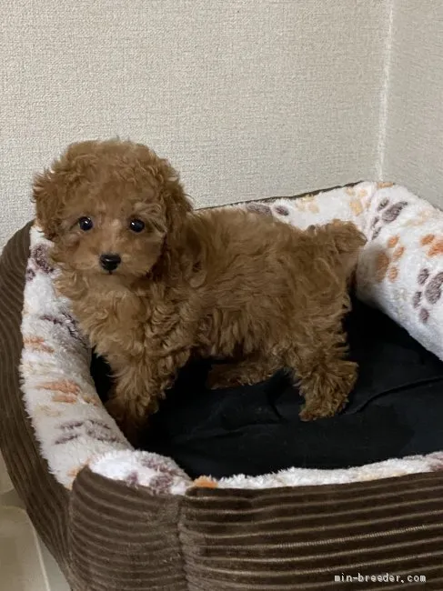 ID：2102-00366の子犬