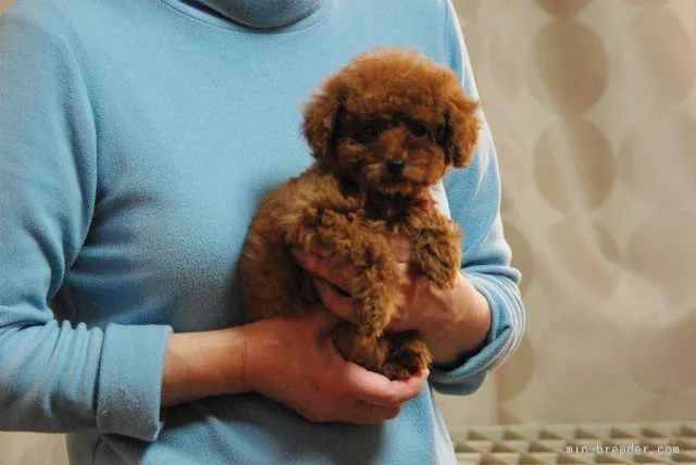 ID:1602-01011の子犬