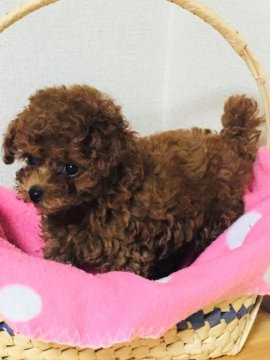 トイプードル(ティーカップ)【兵庫県・女の子・2019年4月5日・レッド】の写真「お待たせいたしました☆マイクロサイズの女の子です☆」