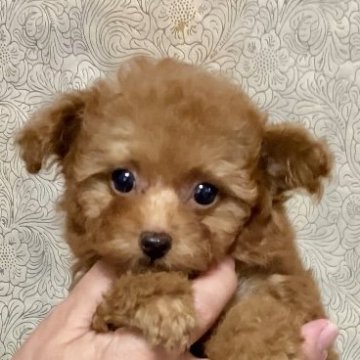 トイプードル(ティーカップ)【兵庫県・男の子・2024年6月12日・レッド】の写真「お顔が可愛く性格の良い特上級の男の子です❣️」