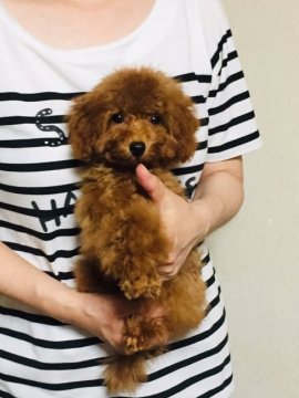 トイプードル(タイニー)【兵庫県・男の子・2019年2月23日・レッド】の写真「賢くて元気な男の子です」