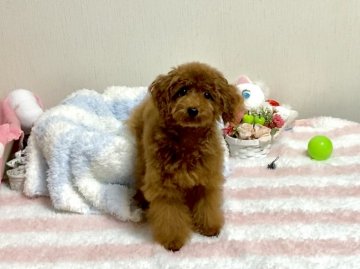 トイプードル(ティーカップ)【兵庫県・女の子・2020年4月14日・レッド】の写真「小さめティーカップ予想の可愛い女の子」