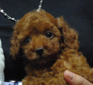 トイプードル(ティーカップ)【兵庫県・男の子・2014年5月28日・レッド】の写真「毛色が濃くてハンサムボーイの小柄な男の子」