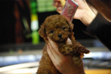 トイプードル(ティーカップ)【兵庫県・女の子・2015年12月31日・レッド】の写真「毛色の濃い小さめティーカップサイズ」