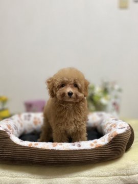 トイプードル(ティーカップ)【兵庫県・男の子・2021年7月18日・アプリコット】の写真「性格の良い男の子」