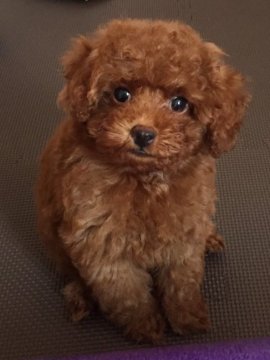 トイプードル(ティーカップ)【兵庫県・男の子・2019年4月18日・レッド】の写真「ドワーフの足の短なタイプでお顔の可愛い男の子」