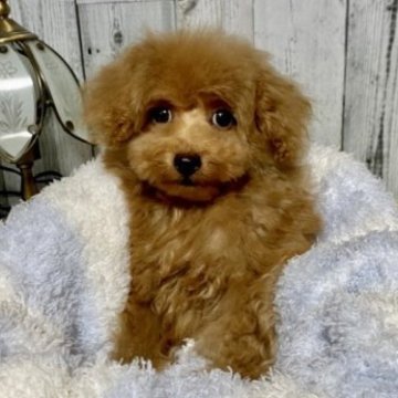 トイプードル(タイニー)【兵庫県・男の子・2023年6月22日・アプリコット】の写真「小さめタイニーからティーカップの男の子！」