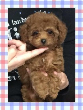 トイプードル(ティーカップ)【兵庫県・女の子・2017年8月21日・レッド】の写真「まいっくろサイズ予想の可愛い女の子」