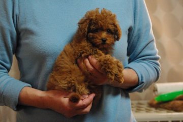 トイプードル(ティーカップ)【兵庫県・女の子・2015年12月24日・レッド】の写真「小さめティーカップサイズ」
