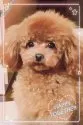ティーカッププードル【兵庫県・男の子・2017年5月10日・レッド】の写真4「ママのクレちゃんです」