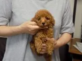 ティーカッププードル【兵庫県・男の子・2016年6月17日・レッド】の写真4