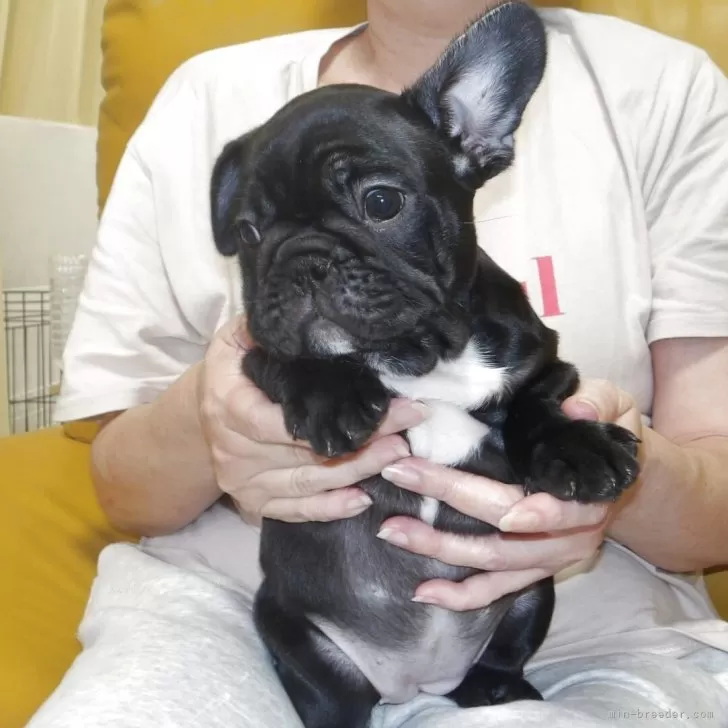 ID：2505-03658の子犬