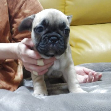 フレンチブルドッグ【大阪府・女の子・2025年8月23日・フォーン】の写真「構成のきれい人なっこい子です。」