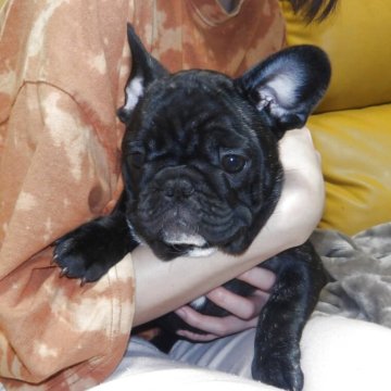 フレンチブルドッグ【大阪府・女の子・2025年8月23日・ブリンドル】の写真「小ぶりで人なっこい子です。可愛い女の子です。」