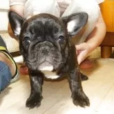 フレンチブルドッグ