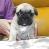 フレンチブルドッグ