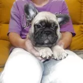 フレンチブルドッグ