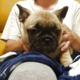 フレンチブルドッグ