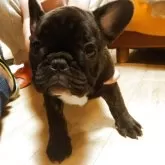 フレンチブルドッグ【大阪府・女の子・2025年8月23日・ブリンドル】の写真4