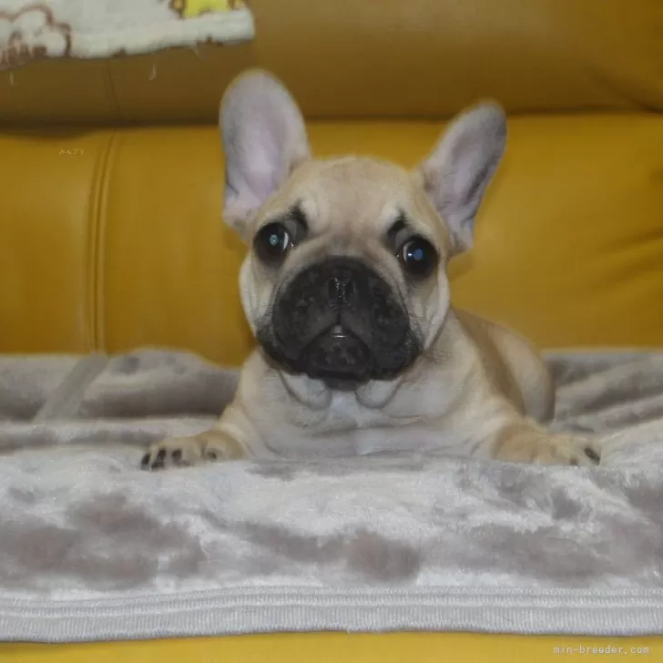 ID:2407-06368の子犬