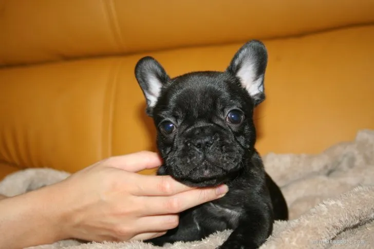 ID：1909-01563の子犬