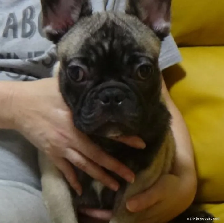 ID：2207-03855の子犬