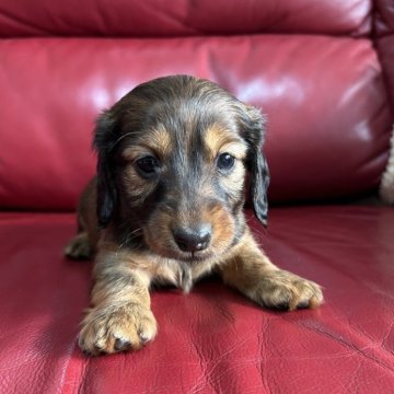 カニンヘンダックスフンド(ロング)【茨城県・女の子・2024年12月21日・ジェーデットレッド】の写真「優秀血統、父極小犬、PRA問題なし。」