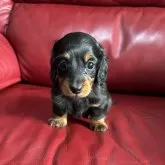 カニンヘンダックスフンド(ロング)【茨城県・女の子・2024年12月21日・ブラック&タン】の写真1「体重750g   3匹兄妹の中で最も小さな子です。食欲もあり元気そのもの。」