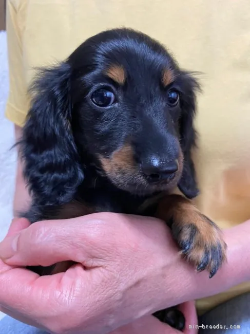 ID：2106-01453の子犬