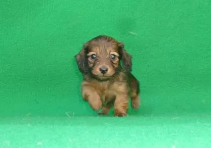 ID：1304-00591の子犬