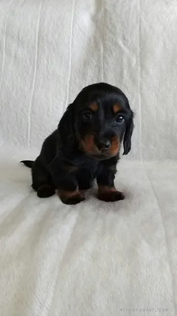 ID：2104-02224の子犬