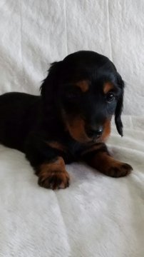 カニンヘンダックスフンド(ロング)【茨城県・男の子・2021年3月11日・ブラック&タン】の写真「明るく活発、優秀血統、両親INTCH直子」