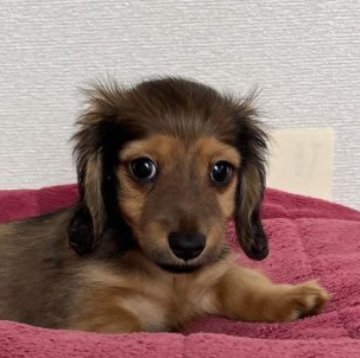 カニンヘンダックスフンド(ロング)【茨城県・男の子・2024年3月25日・レッド】の写真「優秀血統、父極小犬、PRA問題なし。タイニーサイズ」