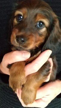 カニンヘンダックスフンド(ロング)【茨城県・女の子・2021年3月11日・シェーデッドレッド】の写真「明るく活発、優秀血統、両親INTCH直子」