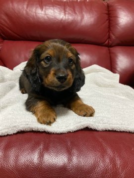 カニンヘンダックスフンド(ロング)【茨城県・男の子・2021年1月26日・シェーデッドレッド】の写真「明るく活発、優秀血統、両親INTCH直子」