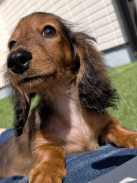 カニンヘンダックスフンド(ロング)【茨城県・男の子・2022年6月30日・シェ―デッドレッド】の写真「父INTCH直子.母両親CH最高血統,PRA発症無」