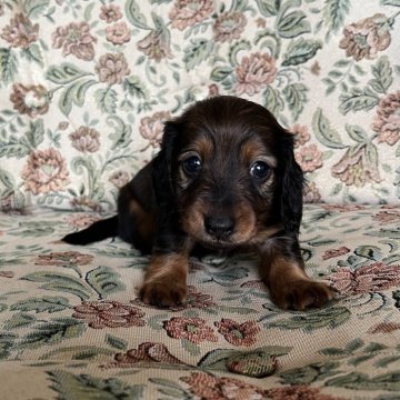 カニンヘンダックスフンド(ロング)【茨城県・女の子・2024年3月25日・シェーデッドレッド】の写真「多産、優秀血統、父極小犬、PRA問題なし。」