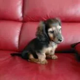 カニンヘンダックスフンド(ロング)【茨城県・女の子・2022年6月30日・シェ―デッドレッド】の写真4「少しお姉ちゃんになりました。だってポーズとれたでしょ！8/22(生後53日)撮影」