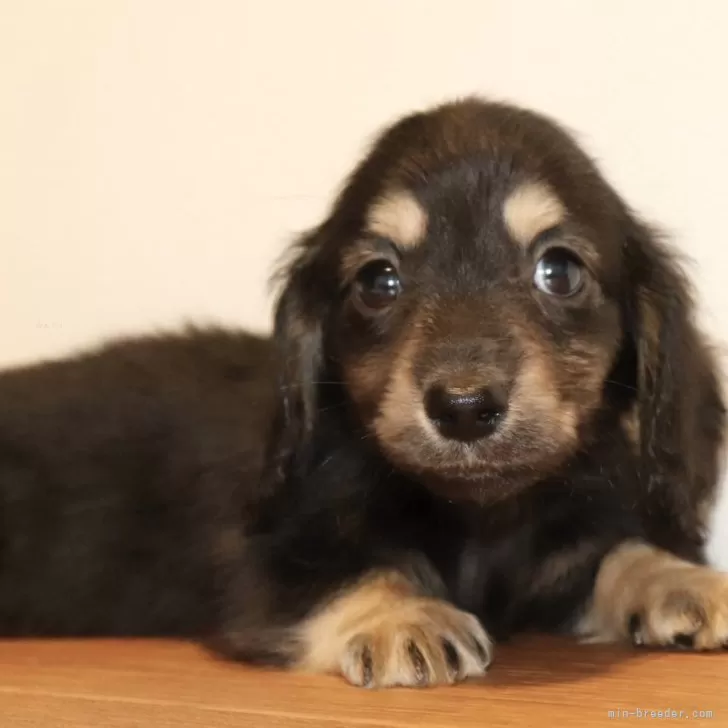 ID：2501-05271の子犬