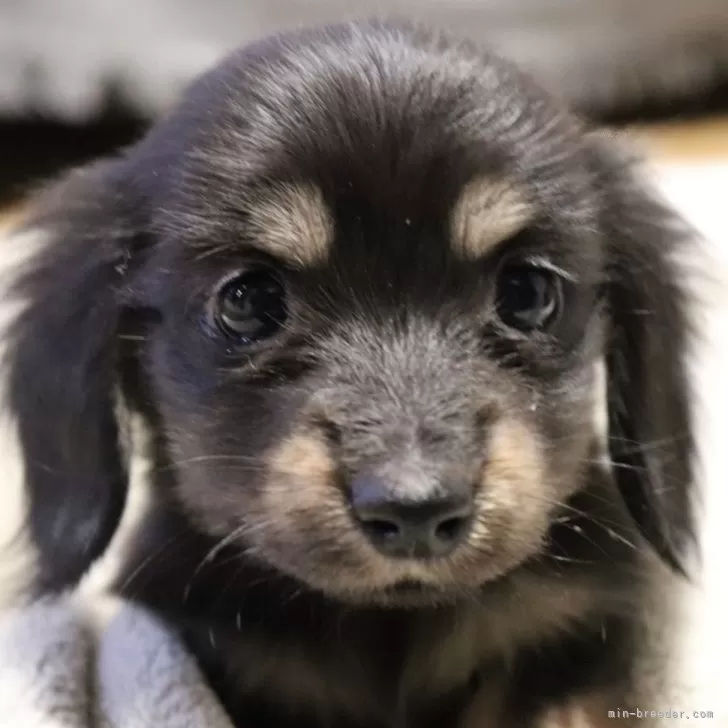 ID:2501-04166の子犬