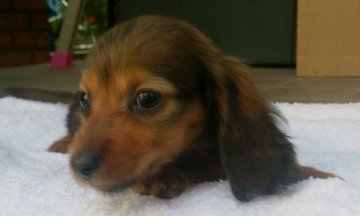 ミニチュアダックスフンド(ロング)【広島県・男の子・2014年10月14日・シェーデッドレッド】の写真「クリームに近いレッドです。」