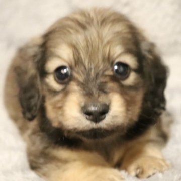 ミニチュアダックスフンド(ロング)【広島県・男の子・2023年11月13日・シェーデッドイエロー】の写真「愛想が良く明るい性格の子」