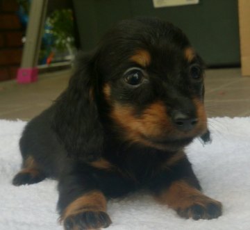 ミニチュアダックスフンド(ロング)【広島県・女の子・2014年10月19日・ブラックタン】の写真「カニヘンサイズの子」