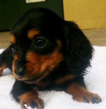 ミニチュアダックスフンド(ロング)【広島県・女の子・2014年10月19日・ブラックタン】の写真「カニヘンサイズの子」