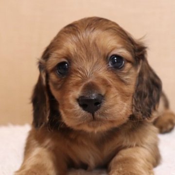 ミニチュアダックスフンド(ロング)【広島県・男の子・2023年1月29日・レッド】の写真「愛機のある子」