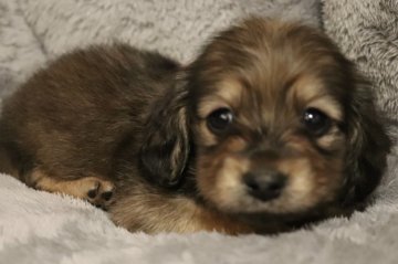 ミニチュアダックスフンド(ロング)【広島県・女の子・2023年11月13日・シェーデッドイエロー】の写真「愛嬌のあるかわい子」