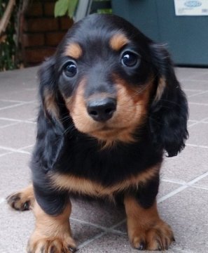 ミニチュアダックスフンド(ロング)【広島県・女の子・2014年9月21日・ブラックタン】の写真「良血統で可愛い子です」