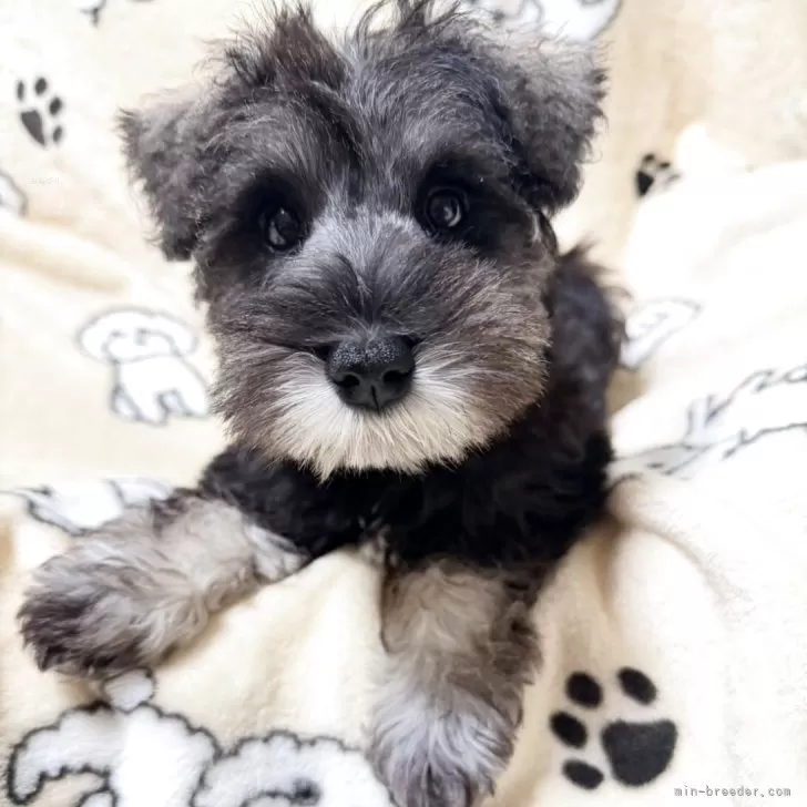 ミニチュアシュナウザー【奈良県・女の子・2025年8月23日・ソルト&amp;ペッパー】の写真1